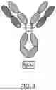 Fig. 04 - MODIFIED ANTIBODY CONSTANT REGION