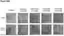Fig. 112 - ANTI-CD3 ANTIBODIES AND METHODS OF USE