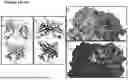 Fig. 37 - ANTI-CD3 ANTIBODIES AND METHODS OF USE