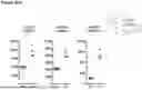 Fig. 97 - ANTI-CD3 ANTIBODIES AND METHODS OF USE