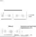 Fig. 02 - METHOD FOR IN VITRO GENERATION OF HUMAN SPERMATIDS