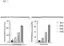 Fig. 06 - METHOD FOR IN VITRO GENERATION OF HUMAN SPERMATIDS