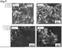 Fig. 08 - ARTIFICIAL FAT TISSUE AND METHOD FOR PRODUCING SAME, METHOD FOR PRODUCING ARTIFICIAL SKIN AND AGENT FOR FAT CELL CULTURE