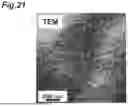Fig. 22 - ARTIFICIAL FAT TISSUE AND METHOD FOR PRODUCING SAME, METHOD FOR PRODUCING ARTIFICIAL SKIN AND AGENT FOR FAT CELL CULTURE