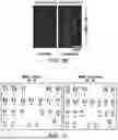 Fig. 07 - READY-TO-USE CRYOPRESERVED CELLS
