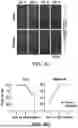 Fig. 09 - READY-TO-USE CRYOPRESERVED CELLS