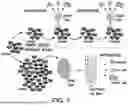 Fig. 22 - READY-TO-USE CRYOPRESERVED CELLS
