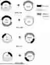 Fig. 02 - Methods and Compositions for Preparing Recombinant Adeno Associated Viruses and Uses Thereof
