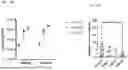 Fig. 35 - METHODS AND COMPOSITIONS FOR TREATING EPILEPSY