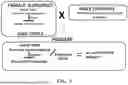 Fig. 07 - MANIPULATION OF DOMINANT MALE STERILITY