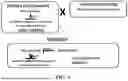 Fig. 08 - MANIPULATION OF DOMINANT MALE STERILITY