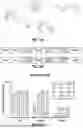 Fig. 126 - COMPOSITIONS AND METHODS FOR CONTROLLED MRNA TRANSLATION AND STABILITY