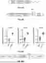 Fig. 127 - COMPOSITIONS AND METHODS FOR CONTROLLED MRNA TRANSLATION AND STABILITY