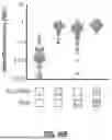 Fig. 128 - COMPOSITIONS AND METHODS FOR CONTROLLED MRNA TRANSLATION AND STABILITY