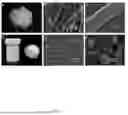 Fig. 02 - COMPRESSION AND HEAT-ASSISTED PRODUCTION OF SILK-BASED MATERIALS
