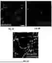 Fig. 04 - SYSTEM FOR HIGH-THROUGHPUT DATA MEASUREMENTS OF SINGLE SYNAPSES