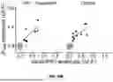 Fig. 44 - SYSTEM FOR HIGH-THROUGHPUT DATA MEASUREMENTS OF SINGLE SYNAPSES