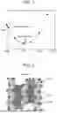 Fig. 02 - POSITIVE ELECTRODE ACTIVE MATERIAL, ELECTRODE AND BATTERY