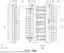 Fig. 39 - SEMICONDUCTOR DEVICES INCLUDING BIT LINES