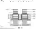 Fig. 32 - PROTECTION LAYER FOR STACKED MULTI-GATE DEVICE FORMATION