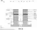 Fig. 33 - PROTECTION LAYER FOR STACKED MULTI-GATE DEVICE FORMATION