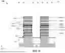 Fig. 34 - PROTECTION LAYER FOR STACKED MULTI-GATE DEVICE FORMATION