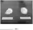 Fig. 02 - REACTIVE GRANULATION OF CALCIUM CITRATE MALATE, DICALCIUM MALATE, AND DIMAGNESIUM MALATE