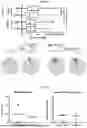 Fig. 02 - COMPOSITE MATRIX USEFUL FOR PROMOTING INNERVATION, OSTEOGENESIS AND ANGIOGENESIS