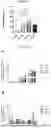 Fig. 07 - COMPOSITE MATRIX USEFUL FOR PROMOTING INNERVATION, OSTEOGENESIS AND ANGIOGENESIS