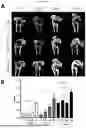 Fig. 08 - COMPOSITE MATRIX USEFUL FOR PROMOTING INNERVATION, OSTEOGENESIS AND ANGIOGENESIS