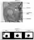 Fig. 09 - COMPOSITE MATRIX USEFUL FOR PROMOTING INNERVATION, OSTEOGENESIS AND ANGIOGENESIS
