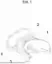 Fig. 02 - RED-LIGHT THERAPY (RLT) DEVICE