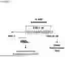 Fig. 03 - NERVE GROWTH FACTOR AND METHODS OF USE THEREOF FOR NEURODEVELOPMENTAL DISABILITIES ASSOCIATED WITH NEONATAL HYPOXIC-ISCHEMIC ENCEPHALOPATHY