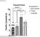 Fig. 06 - NERVE GROWTH FACTOR AND METHODS OF USE THEREOF FOR NEURODEVELOPMENTAL DISABILITIES ASSOCIATED WITH NEONATAL HYPOXIC-ISCHEMIC ENCEPHALOPATHY
