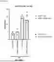 Fig. 11 - NERVE GROWTH FACTOR AND METHODS OF USE THEREOF FOR NEURODEVELOPMENTAL DISABILITIES ASSOCIATED WITH NEONATAL HYPOXIC-ISCHEMIC ENCEPHALOPATHY