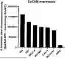 Fig. 01 - BINDING AGENTS BINDING TO EPCAM AND CD137