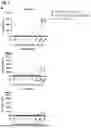 Fig. 04 - BINDING AGENTS BINDING TO EPCAM AND CD137