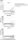 Fig. 05 - BINDING AGENTS BINDING TO EPCAM AND CD137