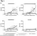 Fig. 08 - BINDING AGENTS BINDING TO EPCAM AND CD137