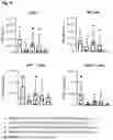 Fig. 17 - BINDING AGENTS BINDING TO EPCAM AND CD137
