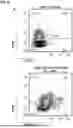 Fig. 26 - BINDING AGENTS BINDING TO EPCAM AND CD137