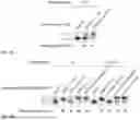 Fig. 06 - 5'-CAP MODIFICATIONS OF RNA