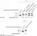 Fig. 09 - 5'-CAP MODIFICATIONS OF RNA