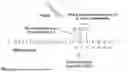 Fig. 10 - 5'-CAP MODIFICATIONS OF RNA