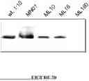 Fig. 22 - MSP NANOPORES AND RELATED METHODS