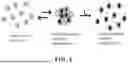 Fig. 05 - IMMOBILIZED AND STABILIZED LOO_GFP FLUORESCENT BIOSENSORS WITH AN ENHANCED DYNAMIC RANGE