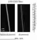 Fig. 14 - IMMOBILIZED AND STABILIZED LOO_GFP FLUORESCENT BIOSENSORS WITH AN ENHANCED DYNAMIC RANGE