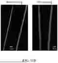 Fig. 17 - IMMOBILIZED AND STABILIZED LOO_GFP FLUORESCENT BIOSENSORS WITH AN ENHANCED DYNAMIC RANGE