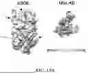 Fig. 19 - IMMOBILIZED AND STABILIZED LOO_GFP FLUORESCENT BIOSENSORS WITH AN ENHANCED DYNAMIC RANGE