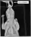 Fig. 01 - Systems and Methods for Identifying Radiation Events in Radiographs